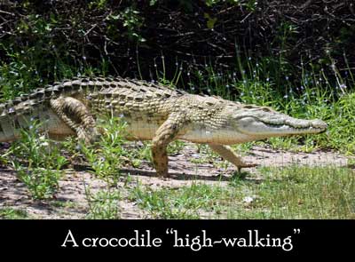 Origins of dragon myth, high-walking crocodiles