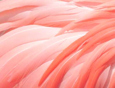 pink feather meaning