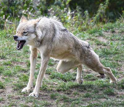 vicious scary threatening wolf