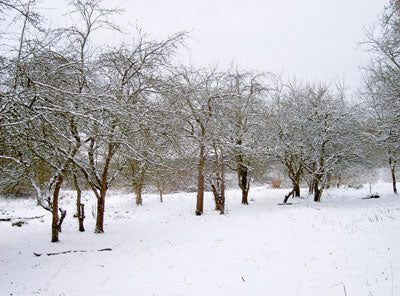 Snowy orchard in winter - wassailing, pagan fertility ritual