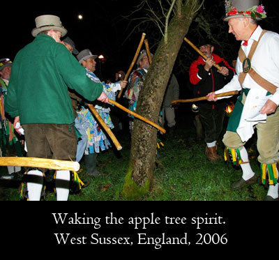 Waking the apple tree spirit by beating with sticks, wassailing, West Sussex, England, 2006