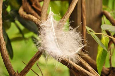 what does a white feather mean