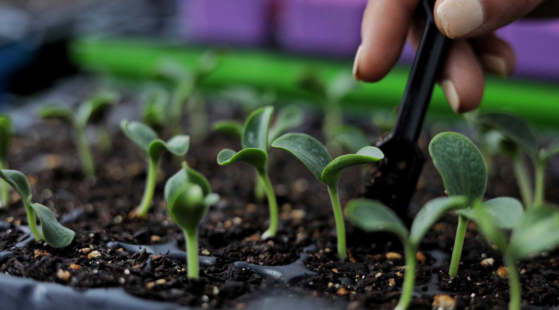 How to Grow Seedlings | Tips And Trick for Seedling Growth - Bootstrap  Farmer