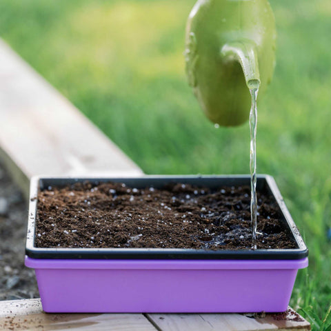 watering microgreens in a 1010 tray