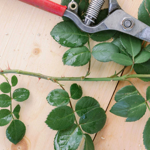 nodules on a rose