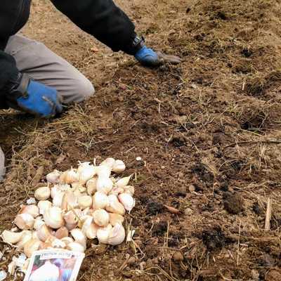 A person planting garlic in a raised row of well amended soil. A pile of garlic bulbs and the persons knees and hands are visible in the foreground.