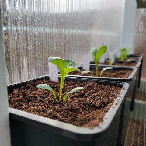 dahlia seedlings