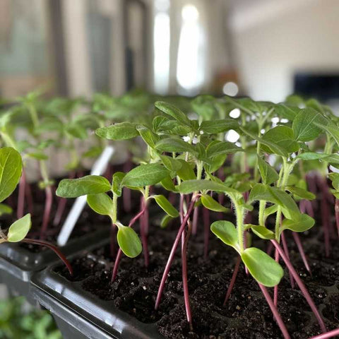 planting sunflowers 