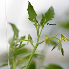 Picture depicting top leaves of a tomato plants labeled, "crown."