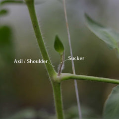 Stem and shoulder of a tomato plant labeled, "axil/shoulder and sucker."