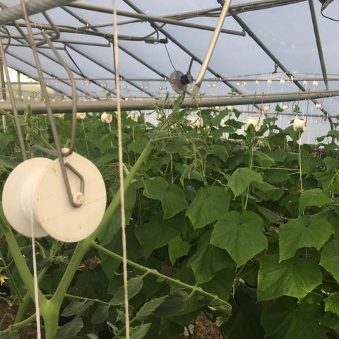 Close up of roller hook assembly hung from a trellis wire support in a hoop house full of cucumber plants.