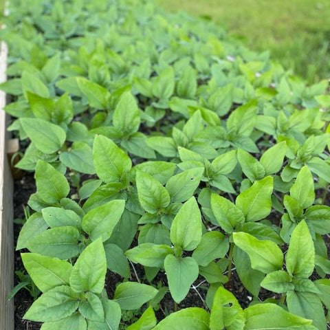 growing sunflowers