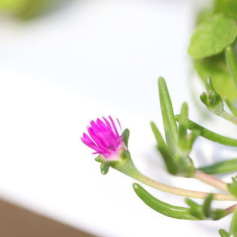 hydroponic-edible-flower