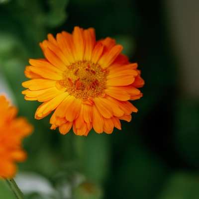 calendula