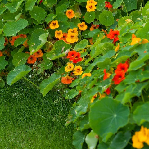 Nasturtium 