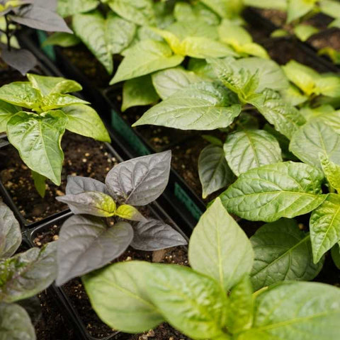 growing peppers