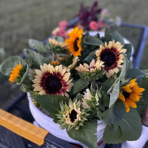 sunflowers in bouquets