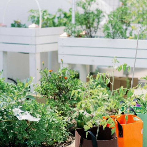 Fabric Grow Bags: A Better Alternative to Traditional Pots