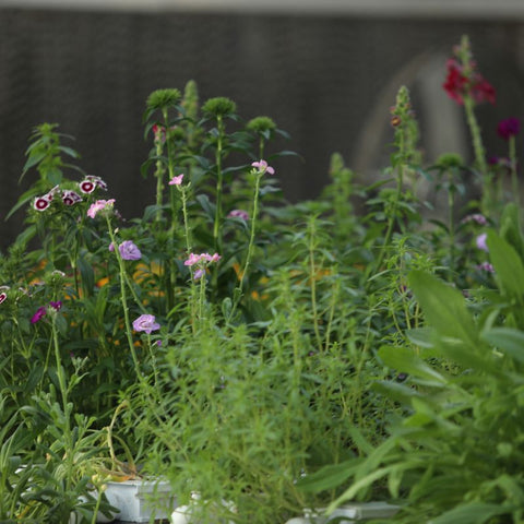 NFT System and Edible Flowers