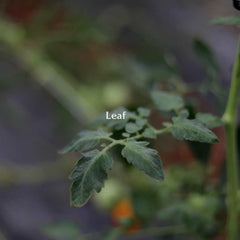 Leaf of a tomato plant labeled, "leaf."