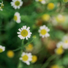 chamomile