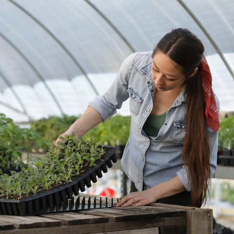 transplanting seedlings