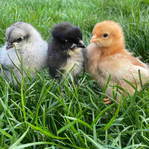 Three baby chicks standing in the grass. They are a week old and fluffy with grey, black and yellow feathers.