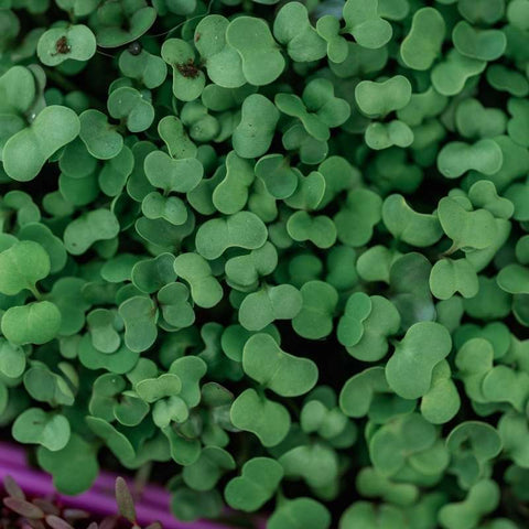 microgreens