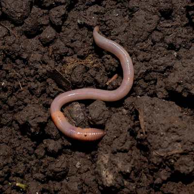 soil and worm