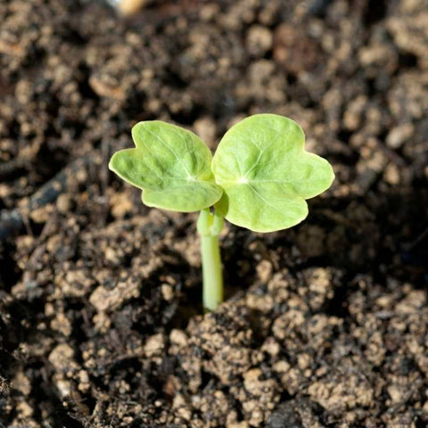 Nasturtium seedling