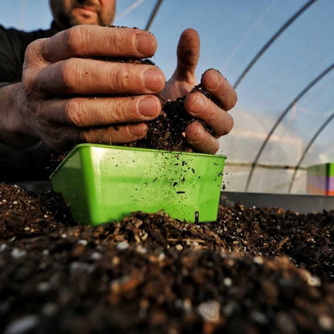 planting microgreens