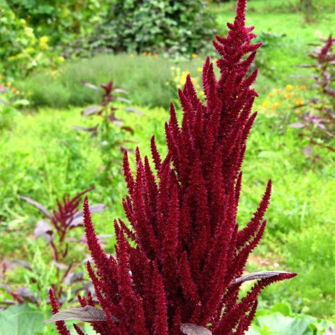 amaranth