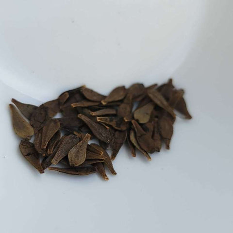 dahlia seeds