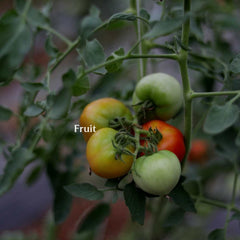 Backdrop of leaves with a fruiting cluster of ripening tomatoes. Labeled, "fruit."