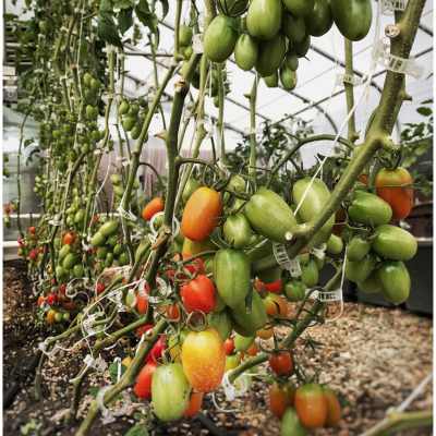 Hydroponic tomatoes clipped to trellis lines in dutch buckets.