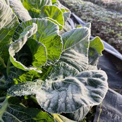 Large leaves of collard greens covered in frost crystals.