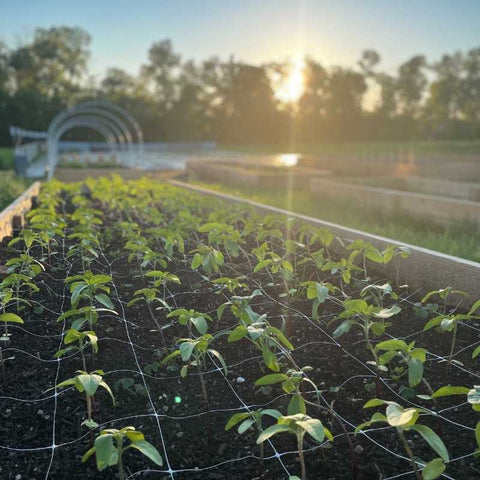 sunflowers in raised beds