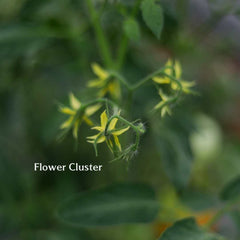 Flower cluster of a tomato plant labeled, "flower cluster."