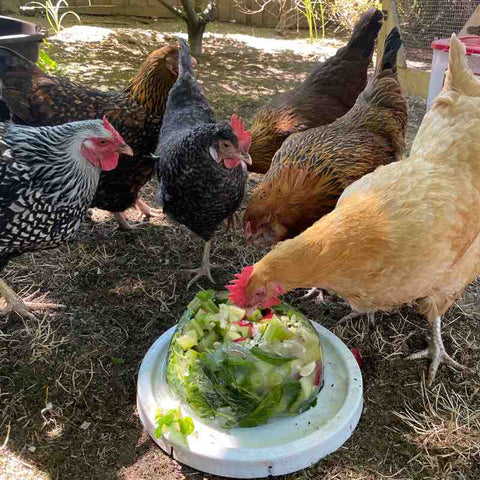 five chickens of different colors are gathered around a bowl shaped ice block with vegetables frozen inside of it.