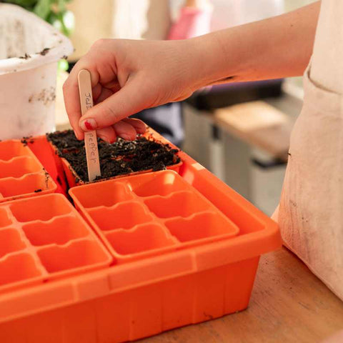Person's hand planting seeds into orange 6-cell tray. A labeled popsicle stick is inside the tray as a label.