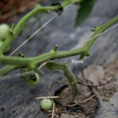 Bare stem of a tomato plant in a lower and lean trellis system labeled, "stem."