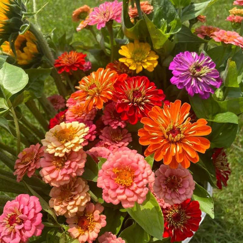 zinnia flowers