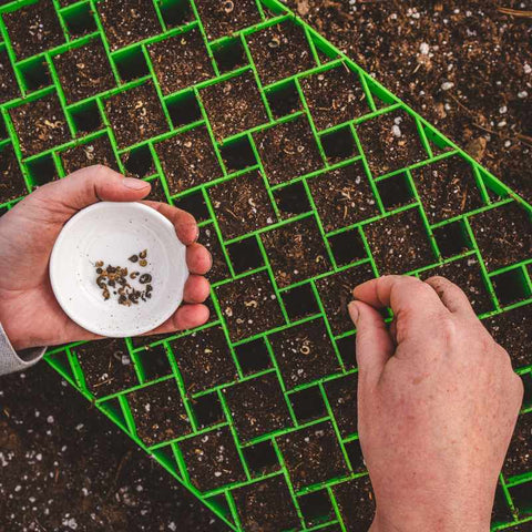 A farmers hands planting calendula seeds in a green air prune tray that is sitting in a tray of soil.