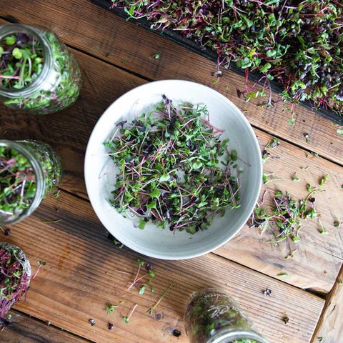 cut microgreens