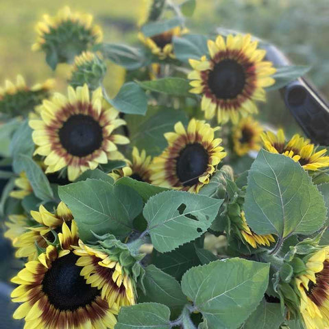 sunflowers