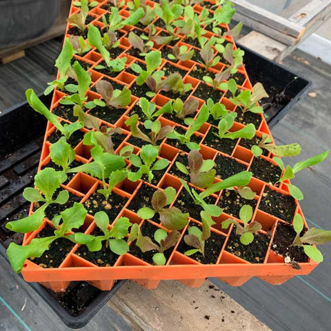Lettuce seedlings planted in orange 72-cell air prune trays