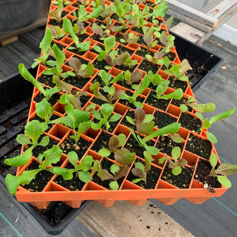 lettuce starts in air prune 72 orange tray