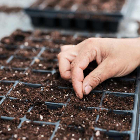 Farmer's hand shown seeding 72 Cell Tray with small seeds