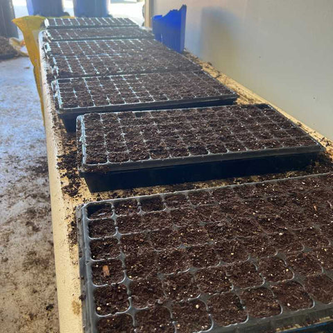 72 cells in 1020 trays with soil