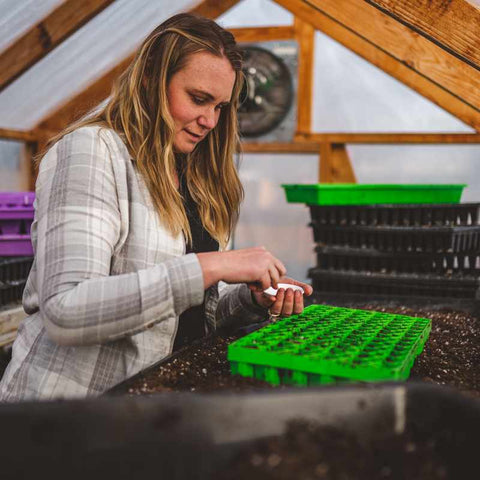 Jessica from Sierra flower farm planting calendula seeds into green 72 cell air prune tray.